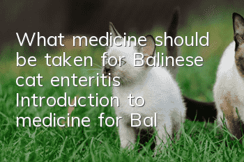 What medicine should be taken for Balinese cat enteritis? Introduction to medicine for Balinese cat enteritis