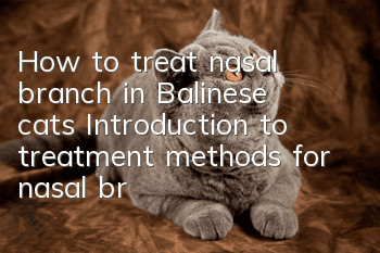 How to treat nasal branch in Balinese cats? Introduction to treatment methods for nasal branch in cats