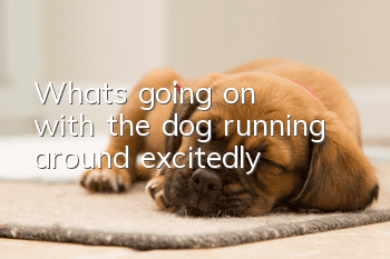What's going on with the dog running around excitedly?