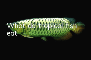 What do tropical fish eat?