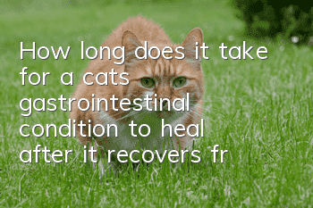 How long does it take for a cat’s gastrointestinal condition to heal after it recovers from feline plague?