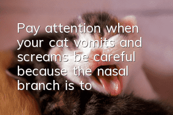 Pay attention when your cat vomits and screams, be careful because the nasal branch is to blame