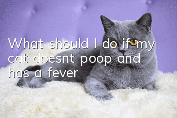 What should I do if my cat doesn’t poop and has a fever?