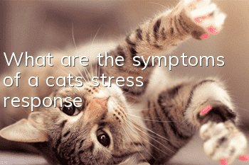 What are the symptoms of a cat’s stress response?