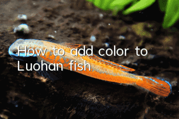 How to add color to Luohan fish