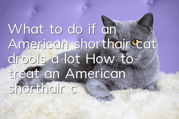 What to do if an American shorthair cat drools a lot? How to treat an American shorthair cat to drool?