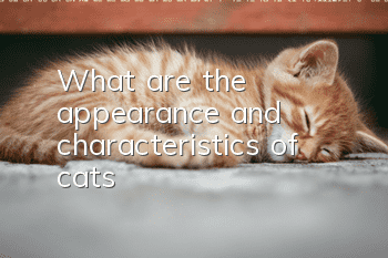 What are the appearance and characteristics of cats
