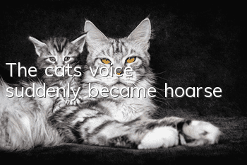 The cat's voice suddenly became hoarse