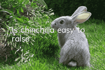 Is chinchilla easy to raise?