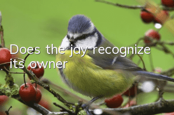 Does the jay recognize its owner?