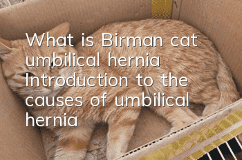 What is Birman cat umbilical hernia? Introduction to the causes of umbilical hernia