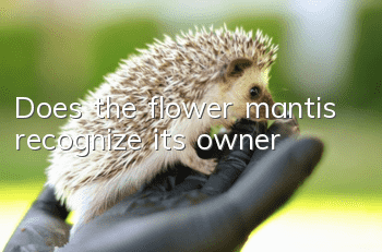 Does the flower mantis recognize its owner?