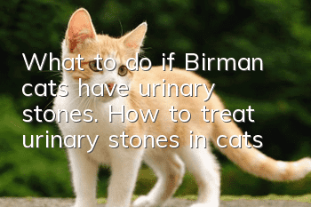 What to do if Birman cats have urinary stones. How to treat urinary stones in cats