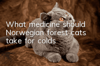 What medicine should Norwegian forest cats take for colds?