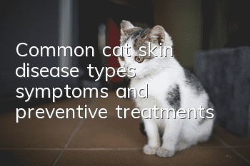 Common cat skin disease types, symptoms and preventive treatments