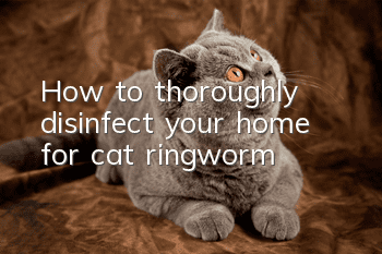 How to thoroughly disinfect your home for cat ringworm