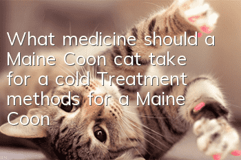 What medicine should a Maine Coon cat take for a cold? Treatment methods for a Maine Coon cat cold