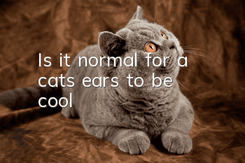 Is it normal for a cat’s ears to be cool?