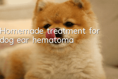 Homemade treatment for dog ear hematoma
