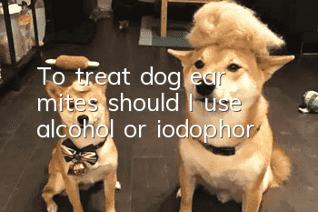 To treat dog ear mites, should I use alcohol or iodophor?