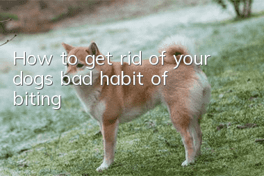 How to get rid of your dog’s bad habit of biting