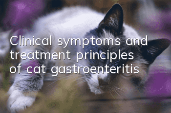 Clinical symptoms and treatment principles of cat gastroenteritis