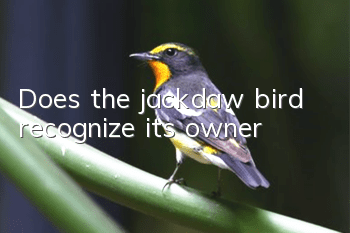 Does the jackdaw bird recognize its owner?