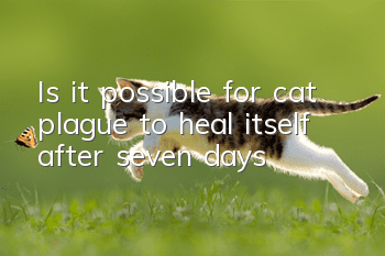 Is it possible for cat plague to heal itself after seven days?