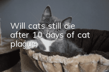 Will cats still die after 10 days of cat plague?