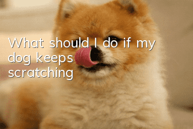 What should I do if my dog ​​keeps scratching?