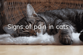 Signs of pain in cats