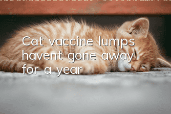 Cat vaccine lumps haven’t gone away for a year