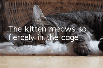 The kitten meows so fiercely in the cage