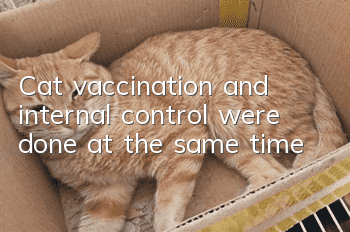 Cat vaccination and internal control were done at the same time