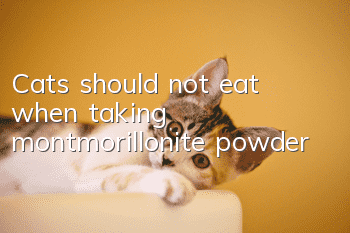 Cats should not eat when taking montmorillonite powder