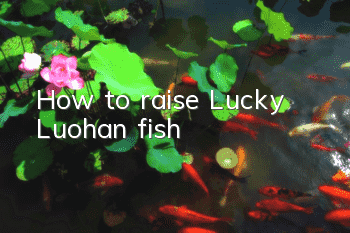 How to raise Lucky Luohan fish