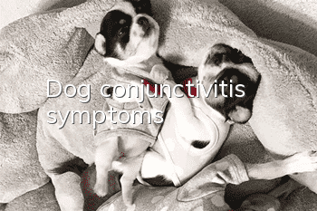 Dog conjunctivitis symptoms