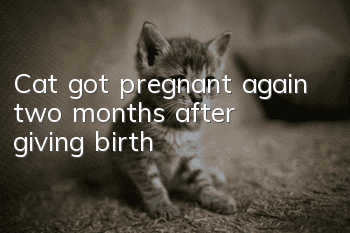 Cat got pregnant again two months after giving birth