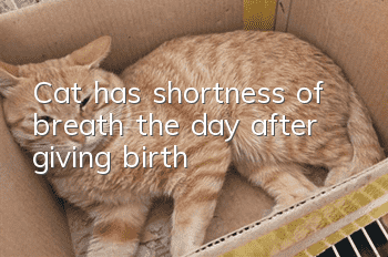 Cat has shortness of breath the day after giving birth