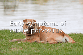 Early symptoms of canine parvovirus