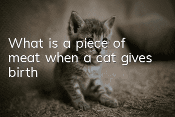 What is a piece of meat when a cat gives birth?