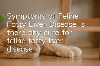 Symptoms of Feline Fatty Liver Disease Is there any cure for feline fatty liver disease?