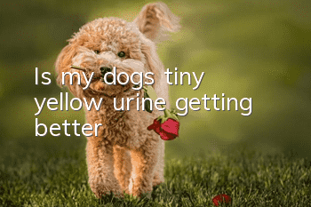 Is my dog’s tiny yellow urine getting better?