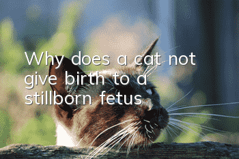 Why does a cat not give birth to a stillborn fetus?