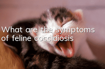 What are the symptoms of feline coccidiosis?