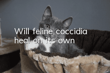 Will feline coccidia heal on its own?