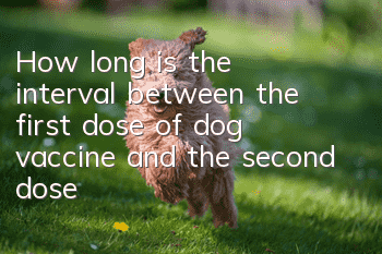 How long is the interval between the first dose of dog vaccine and the second dose?