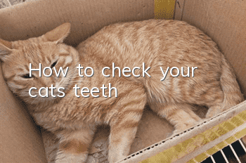 How to check your cat's teeth?