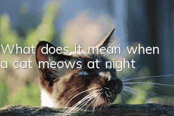 What does it mean when a cat meows at night?
