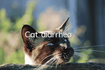 Cat diarrhea